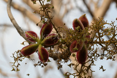 Sterculia urens